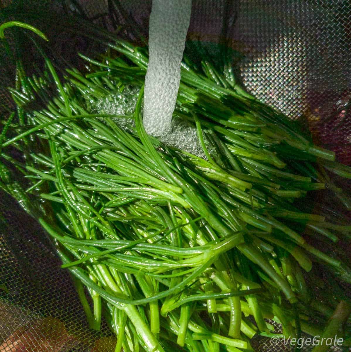 agretti nel colino sotto il rubinetto.