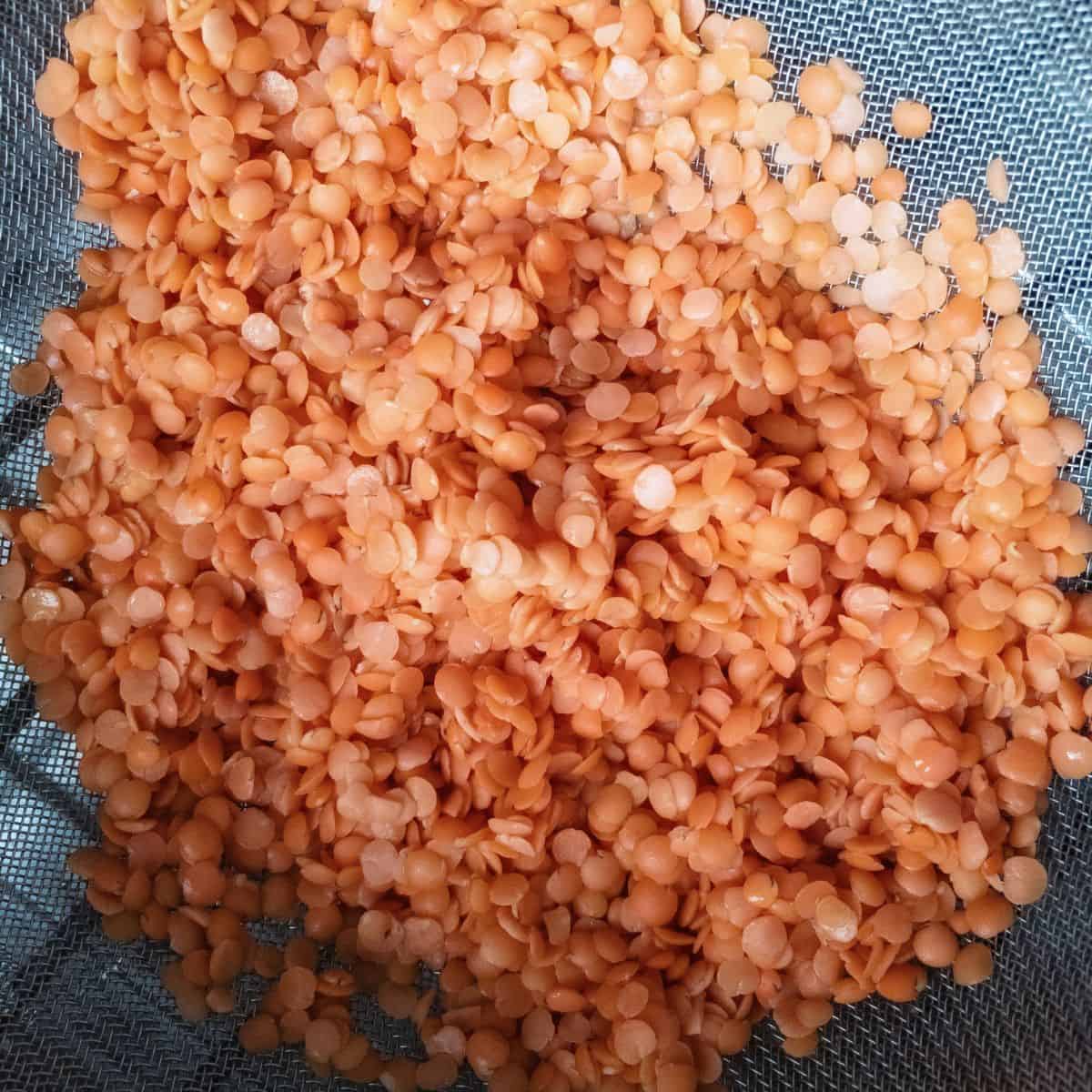 lenticchie rosse decorticate in colino in acciaio inox a maglia fitta ancora bagnati dal essere stati schiacquati.